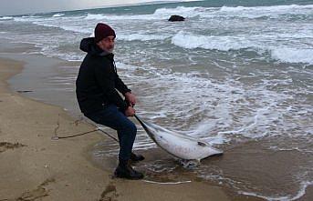 Sinop'taki yunus ölümleriyle ilgili inceleme tamamlandı