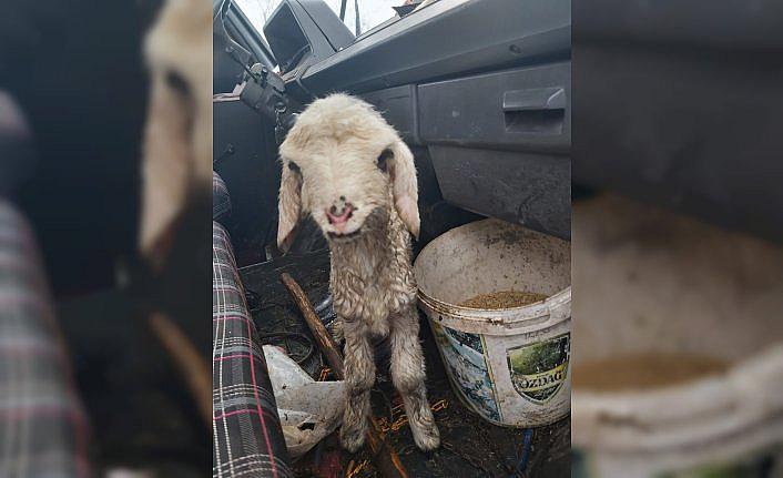 Trabzon'da kar nedeniyle çöken ağılın çatısı altında kalan 5 koyun telef oldu
