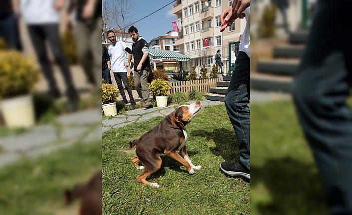Veteriner kliniği kısa omurga sendromlu köpek Çakıl'ın yuvası oldu