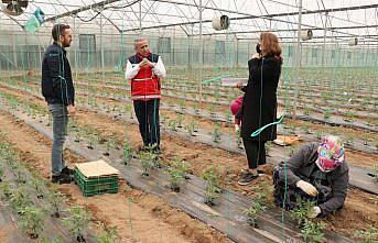 Bafra Ovası'nda ihracata yönelik kışlık sebze “iyi tarım“la üretilecek