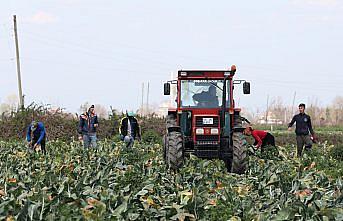 Bafra Ovası'nda karnabahar hasadı sürüyor