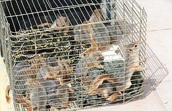 Bolu'da yolcu otobüsünde 63 sincap yavrusu ele geçirildi