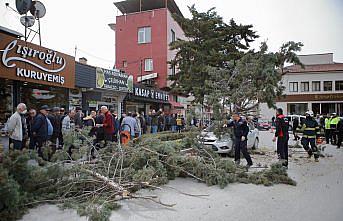 Çorum'da şiddetli rüzgar ağaç devirdi