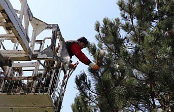 Düzce'de çam kese böceğiyle biyolojik mücadele başladı