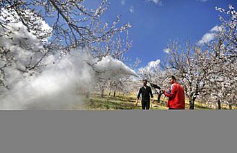 Elazığ'da zirai don kayısı ağaçlarındaki verimi olumsuz etkiledi