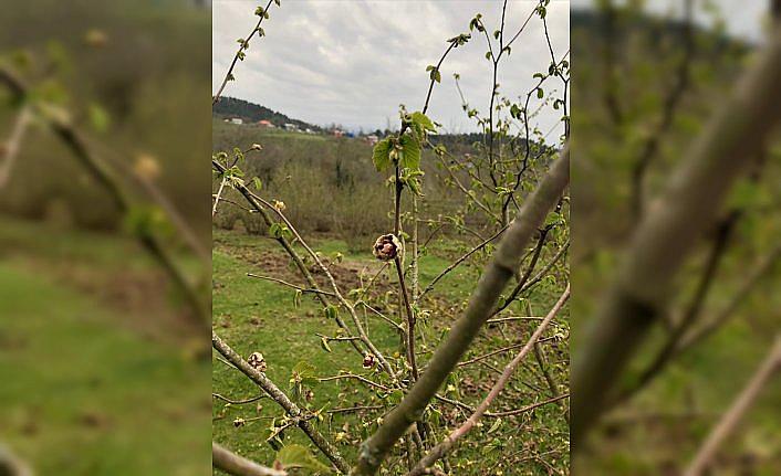 Fındıkta kozalak akarı zararlısına karşı 