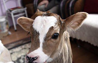 İki buzağı ve sekiz kediyle aynı evi paylaşıyorlar