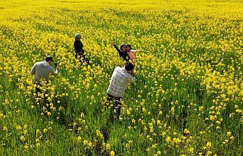 Kanola tarlaları, fotoğraf tutkunlarının doğal stüdyosu oldu