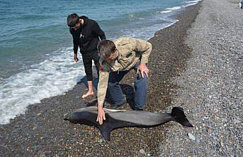 Kastamonu'da kıyıda ölü yunus bulundu