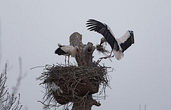 Kızılırmak Deltası Kuş Cenneti'ndeki 