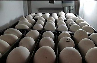 Ordu'da çiftçilere dağıtılan 4 binden kazdan 80 bin yumurta elde edildi