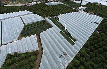TARSİM'den sera üreticilerine 165 milyon TL hasar ödemesi