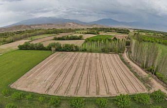Ağrı Dağı'nın eteğindeki vaha: İrem Bağları
