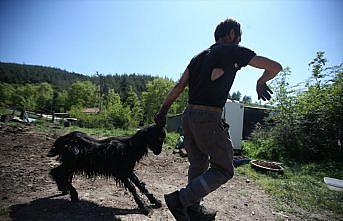 Arazide zifte yapışan keçi 