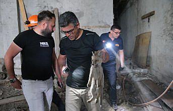 Bolu'da fabrikanın deposunda 2 tilki yavrusu bulundu
