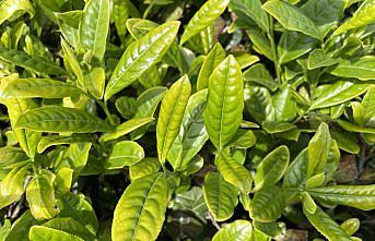 ÇAYKUR 10 günde yaklaşık 50 bin ton yaş çay aldı