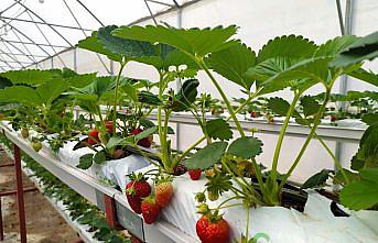 Giresun'da topraksız tarım çilek seralarında ilk ürünler alınmaya başlanıldı