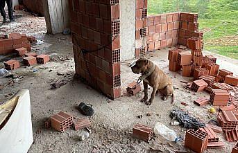 HAYDİ ekipleri, inşaatta zincirle bağlanan yasaklı ırk köpeği barınağa teslim etti