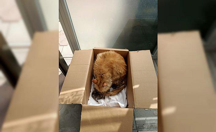 Karabük'te depodaki bazada mahsur kalan kedi yavruları kurtarıldı