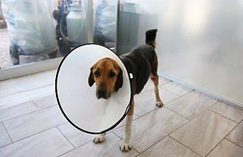 Köpeğin hastalık nedeniyle 23,5 kilograma ulaşan rahmi operasyonla alındı