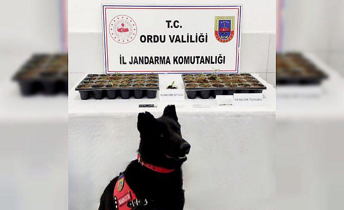 Ordu'da uyuşturucu operasyonunda 2 kişi yakalandı