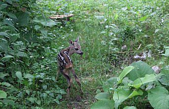 Ordu'da yaralı yavru karaca tedavi edildi