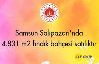 Samsun Salıpazarı'nda 4.831 m² fındık bahçesi icradan satılıktır