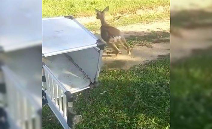 Samsun'da denizden kurtarılan karaca doğaya salındı