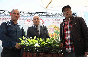 Samsun'da fındığa alternatif aronya bahçeleri kuruluyor