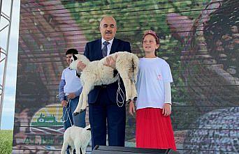 Samsun'da yarışmada dereceye giren çocuklara kuzu ve civciv verildi