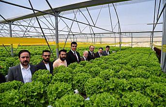 Trabzon'da kurulan serada yılda 100 bin marul üretiliyor