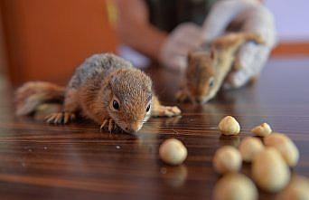 Tunceli'de anneleri ölen yavru sincaplara biberonlu bakım