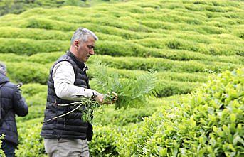 Yaş çay üreticileri alım fiyatından memnun