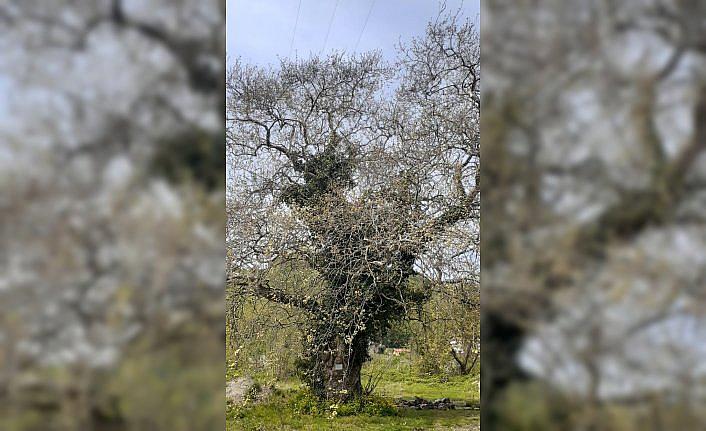 Zonguldak'ta 300 yaşındaki çınar, 