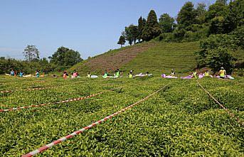 Artvin'de, Çay Hasat Şenliği ve Okullar Arası Çay Toplama Yarışması düzenlendi