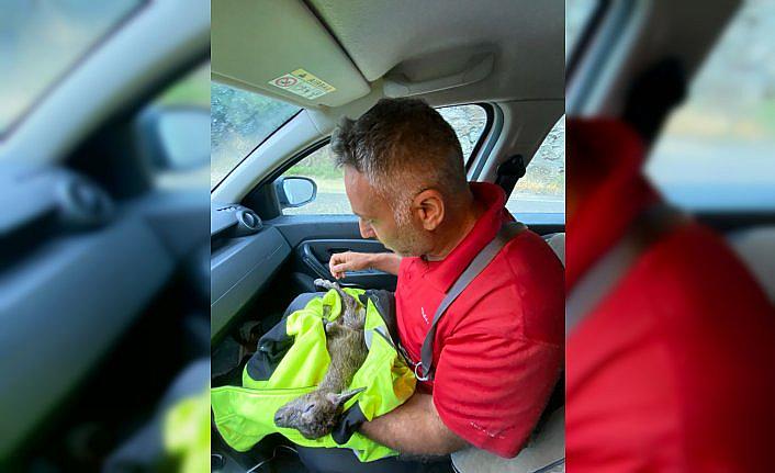 Artvin'de yaralı bulunan dağ keçisi yavrusu tedavi altına alındı