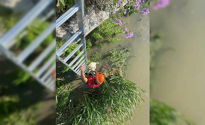 Bolu'da dereye düşen keçi kurtarıldı