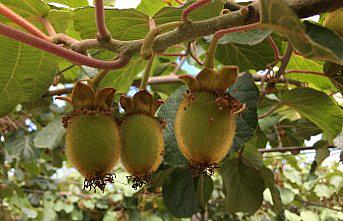Çarşamba ilçesinde kivi üretim alanları artıyor