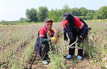 Düzce'de ada çayı hasadı yapıldı