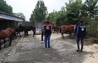Düzce'de kaçak kesime götürülen 10 at kurtarıldı