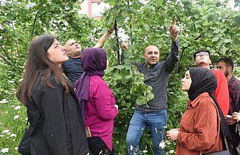Fındık bahçelerinde zirai mücadele doğru ve zamanında yapılmalı