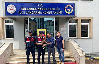 Giresun'da bulunan yavru karaca koruma altına alındı