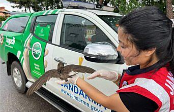 Jandarma ekiplerinin bulduğu yaralı ebabil tedaviye alındı