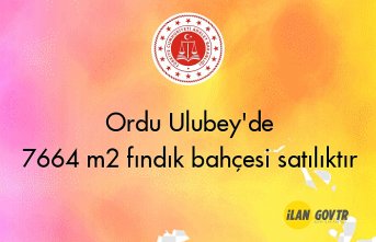 Ordu Ulubey'de 7664 m² fındık bahçesi icradan satılıktır