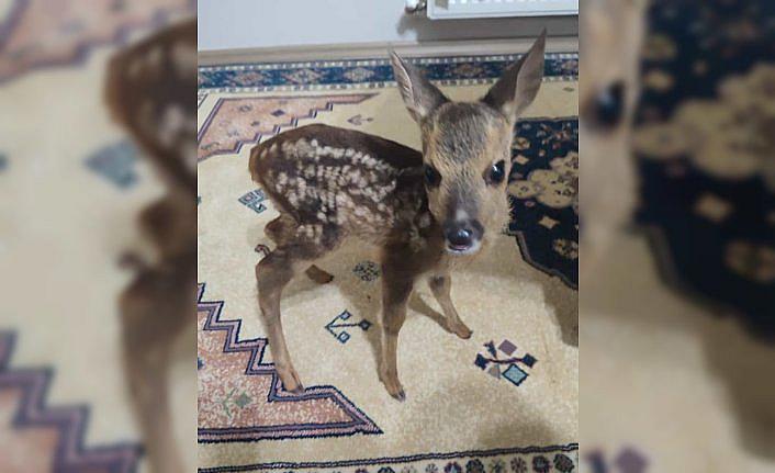 Ormanda bitkin bulduğu yavru karacayı biberonla besledi