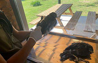 Ormanlık alanda bulunan 2 doğan yavrusu korumaya alındı