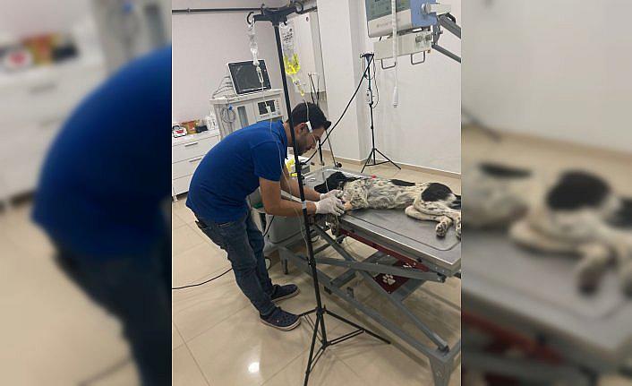 Tokat'ta besin zehirlenmesi geçiren sahipsiz köpeği jandarma tedavi ettirdi