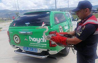 Tokat'ta yaralı balıkçıl kuşu tedavi altına alındı