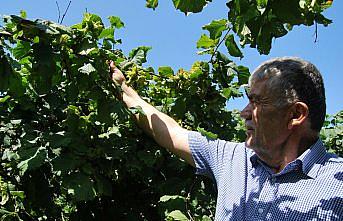 Alaplı'da fındık hasadına en erken 8 Ağustos'ta başlanacak