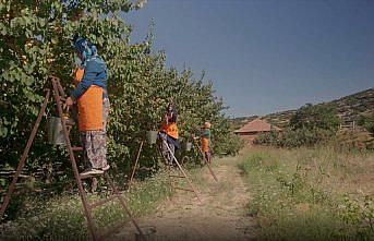 Antalyalı kadın üreticilerin meyveleri Migros raflarında